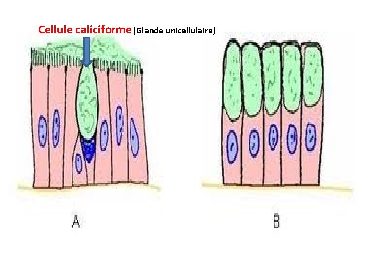 Cellule caliciforme (Glande unicellulaire) Cellule caliciforme (Glande unicellulaire)