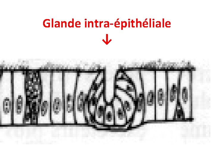 Glande intra-épithéliale ↓ Glande intra-épithéliale ↓
