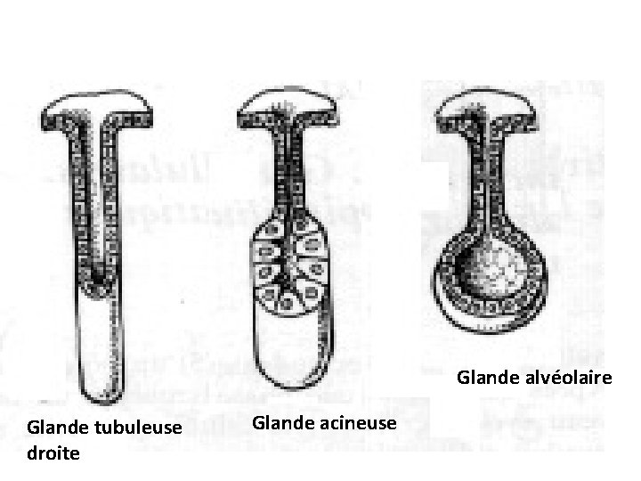 Glande alvéolaire Glande tubuleuse droite Glande acineuse Glande alvéolaire Glande tubuleuse droite Glande acineuse