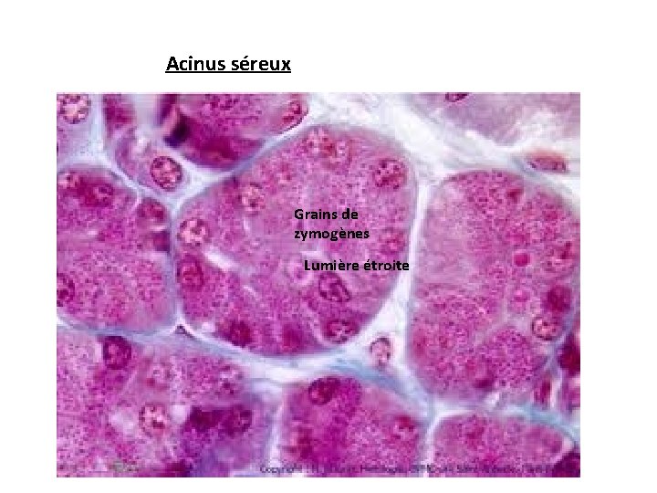 Acinus séreux Grains de zymogènes Lumière étroite Acinus séreux Grains de zymogènes Lumière étroite