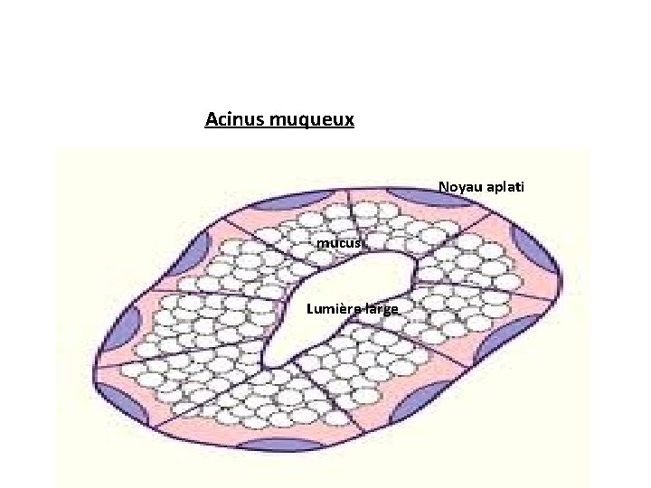 Acinus muqueux Noyau aplati mucus Lumière large Acinus muqueux Noyau aplati mucus Lumière large