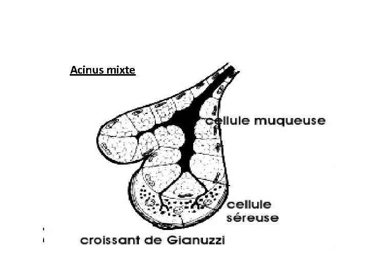 Acinus mixte Acinus mixte