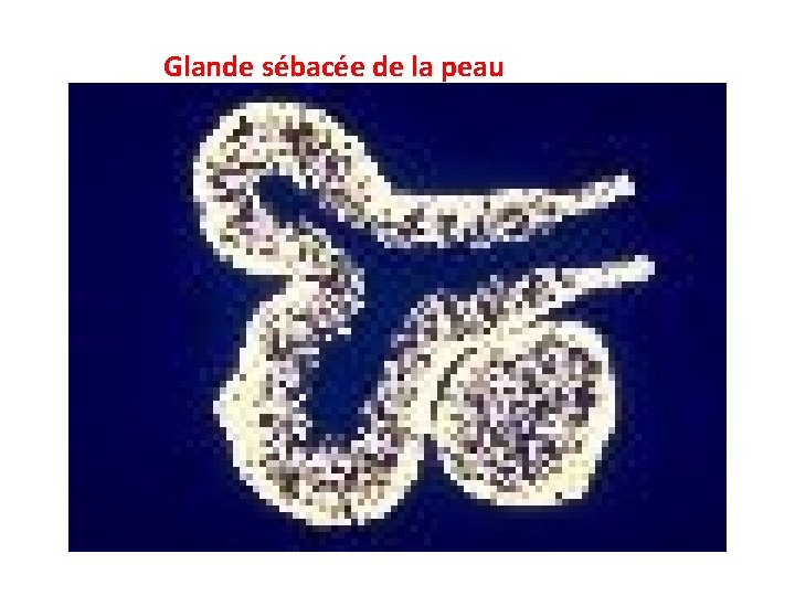 Glande sébacée de la peau Glande sébacée de la peau