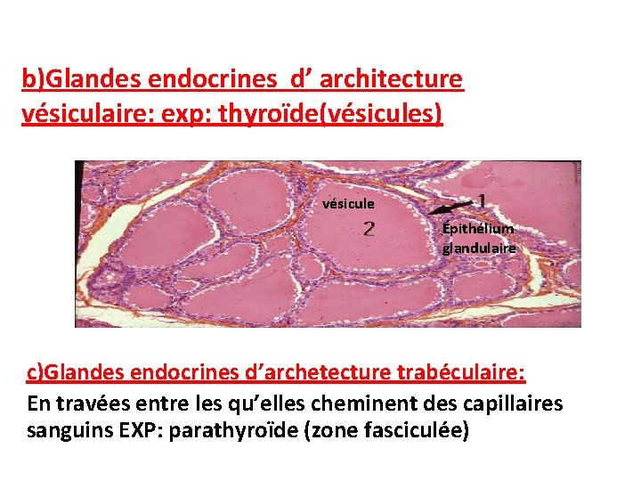 b)Glandes endocrines d’ architecture vésiculaire: exp: thyroïde(vésicules) vésicule Épithélium glandulaire c)Glandes endocrines d’archetecture trabéculaire: b)Glandes endocrines d’ architecture vésiculaire: exp: thyroïde(vésicules) vésicule Épithélium glandulaire c)Glandes endocrines d’archetecture trabéculaire: