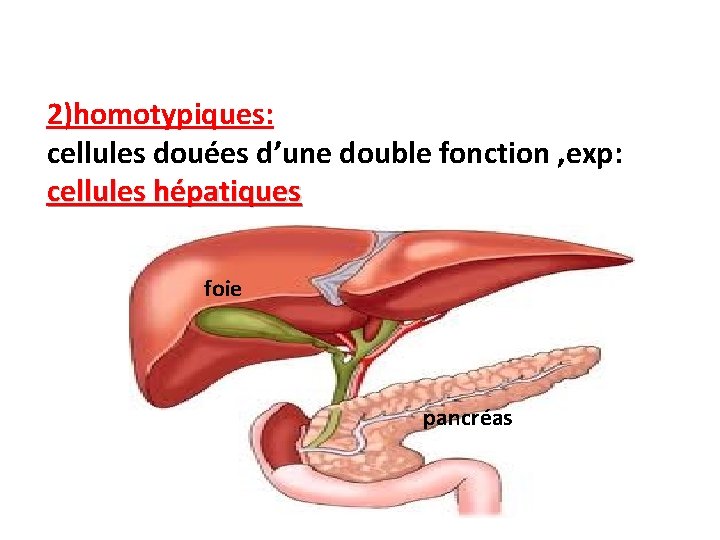 2)homotypiques: cellules douées d’une double fonction , exp: cellules hépatiques foie pancréas 2)homotypiques: cellules douées d’une double fonction , exp: cellules hépatiques foie pancréas