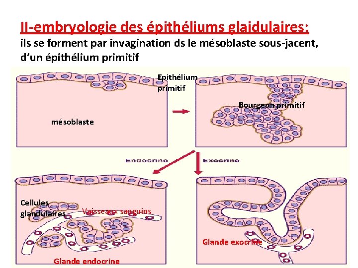 II-embryologie des épithéliums glaidulaires: ils se forment par invagination ds le mésoblaste sous-jacent, d’un II-embryologie des épithéliums glaidulaires: ils se forment par invagination ds le mésoblaste sous-jacent, d’un