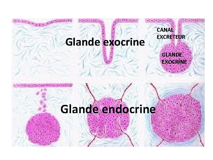 Glande exocrine CANAL EXCRETEUR GLANDE EXOCRINE Glande endocrine Glande exocrine CANAL EXCRETEUR GLANDE EXOCRINE Glande endocrine