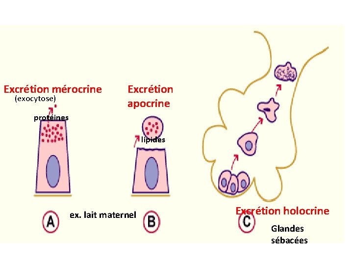 Excrétion mérocrine (exocytose) Excrétion apocrine protéines lipides ex. lait maternel Excrétion holocrine Glandes sébacées Excrétion mérocrine (exocytose) Excrétion apocrine protéines lipides ex. lait maternel Excrétion holocrine Glandes sébacées