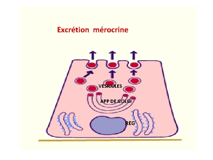 Excrétion mérocrine VESICULES APP DE GOLGI REG Excrétion mérocrine VESICULES APP DE GOLGI REG