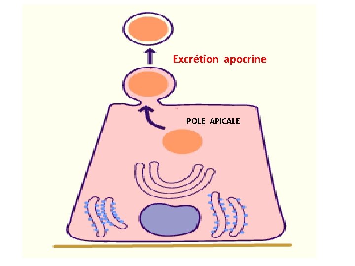 Excrétion apocrine POLE APICALE Excrétion apocrine POLE APICALE