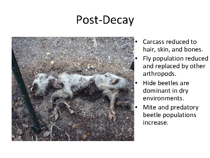 Post-Decay • Carcass reduced to hair, skin, and bones. • Fly population reduced and