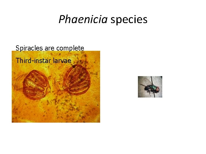 Phaenicia species Spiracles are complete Third-instar larvae 