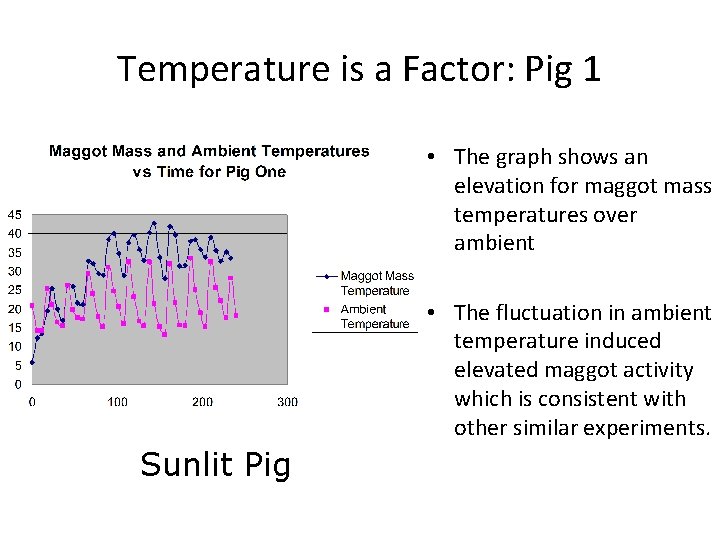 Temperature is a Factor: Pig 1 • The graph shows an elevation for maggot