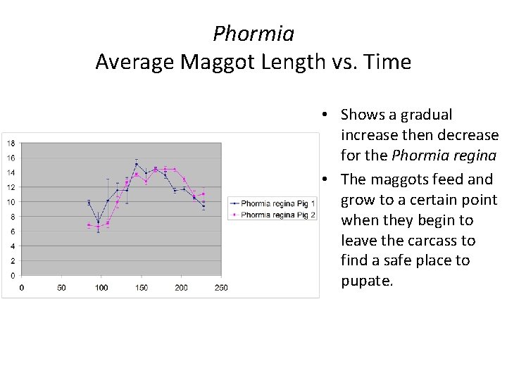 Phormia Average Maggot Length vs. Time • Shows a gradual increase then decrease for