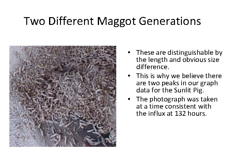 Two Different Maggot Generations • These are distinguishable by the length and obvious size