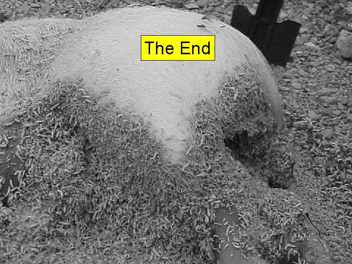 The End 