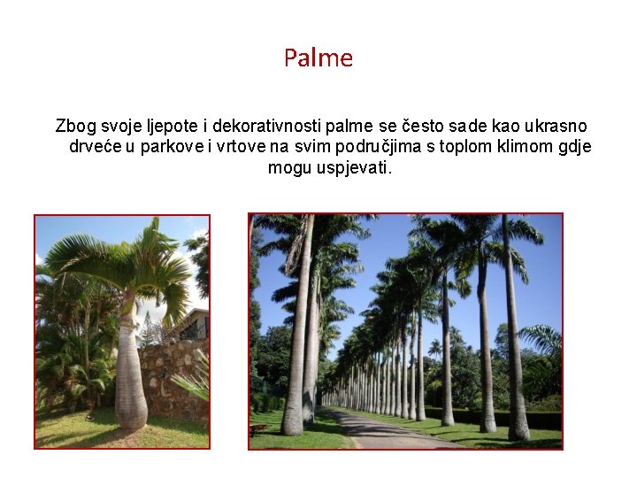 Palme Zbog svoje ljepote i dekorativnosti palme se često sade kao ukrasno drveće u