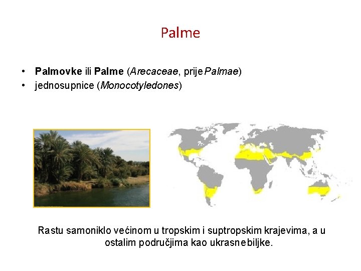 Palme • Palmovke ili Palme (Arecaceae, prije Palmae) • jednosupnice (Monocotyledones) Rastu samoniklo većinom