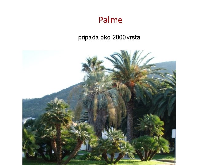 Palme pripada oko 2800 vrsta 