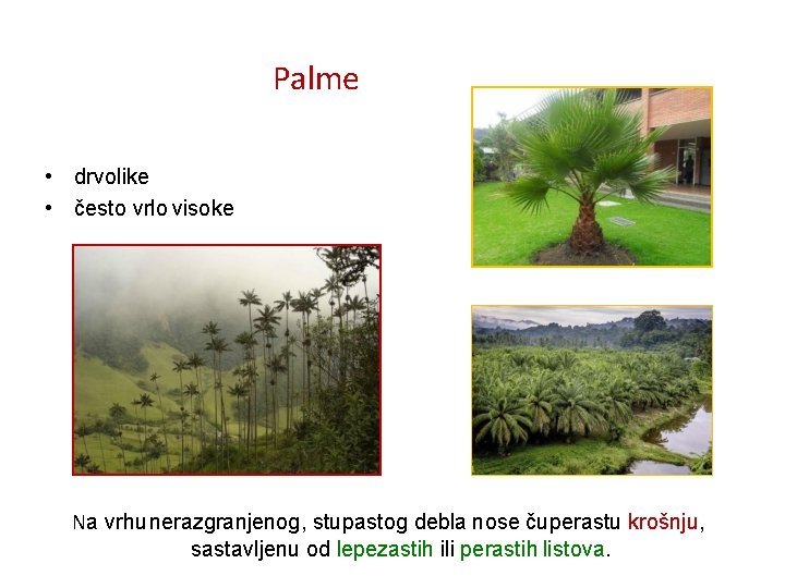 Palme • drvolike • često vrlo visoke Na vrhu nerazgranjenog, stupastog debla nose čuperastu