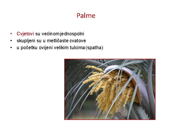Palme • Cvjetovi su većinom jednospolni • skupljeni su u metličaste cvatove • u