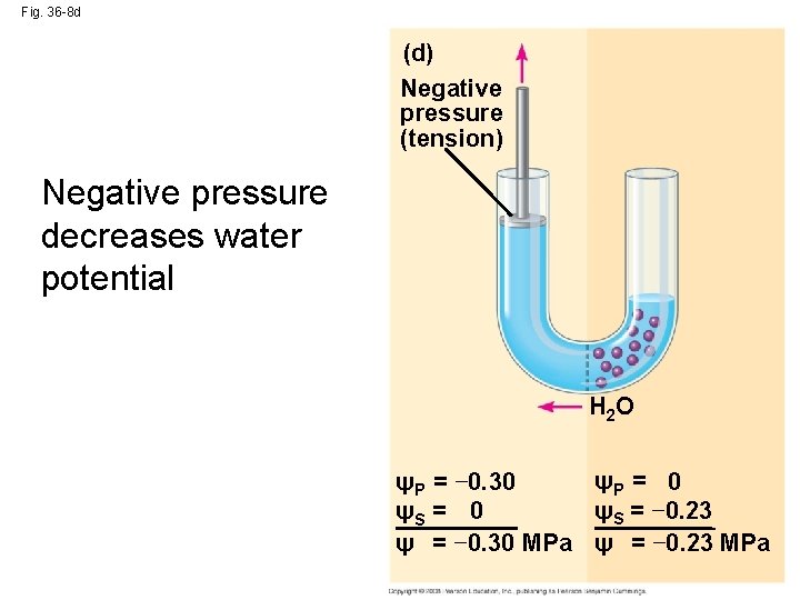 Fig. 36 -8 d (d) Negative pressure (tension) Negative pressure decreases water potential H