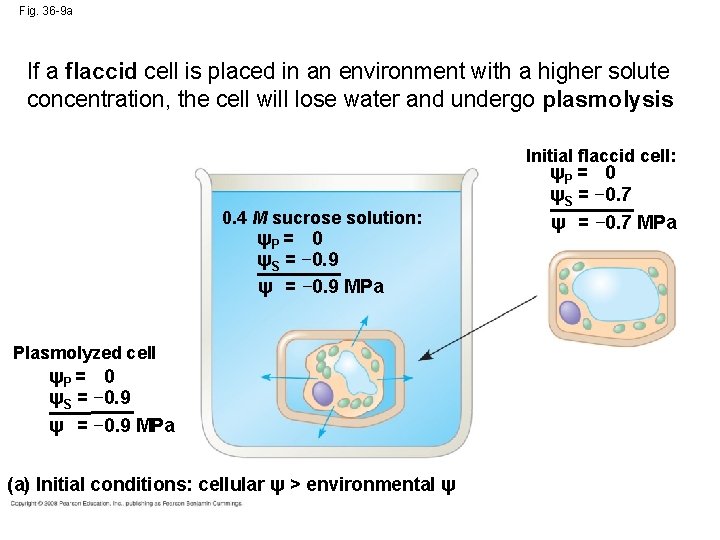 Fig. 36 -9 a If a flaccid cell is placed in an environment with