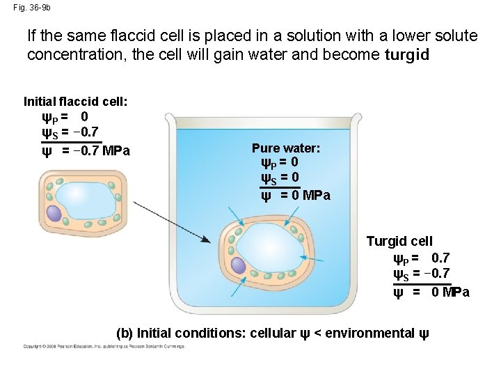 Fig. 36 -9 b If the same flaccid cell is placed in a solution