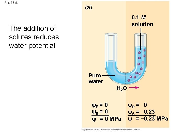 Fig. 36 -8 a (a) 0. 1 M solution The addition of solutes reduces