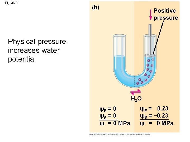 Fig. 36 -8 b (b) Positive pressure Physical pressure increases water potential H 2