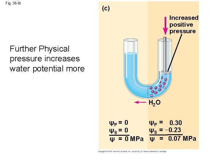 Fig. 36 -8 c (c) Increased positive pressure Further Physical pressure increases water potential