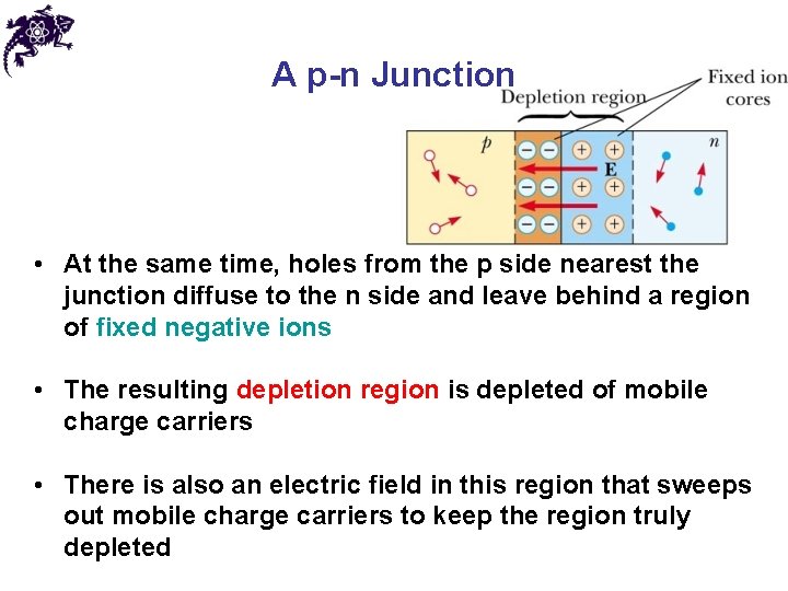 A p-n Junction • At the same time, holes from the p side nearest