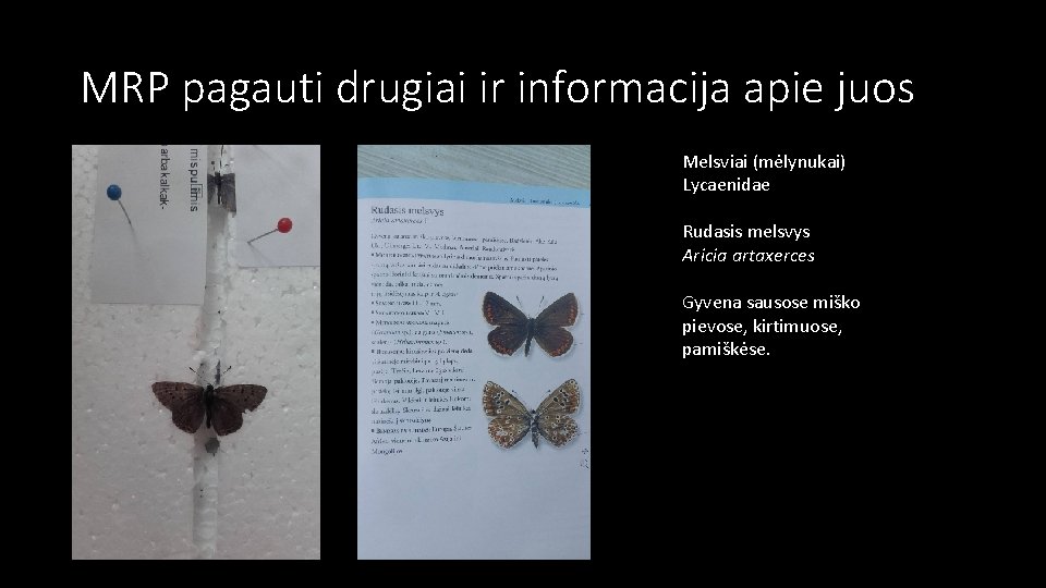 MRP pagauti drugiai ir informacija apie juos Melsviai (mėlynukai) Lycaenidae Rudasis melsvys Aricia artaxerces