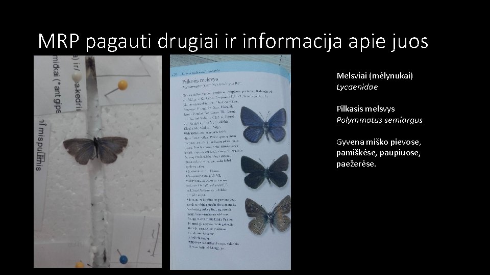 MRP pagauti drugiai ir informacija apie juos Melsviai (mėlynukai) Lycaenidae Pilkasis melsvys Polymmatus semiargus