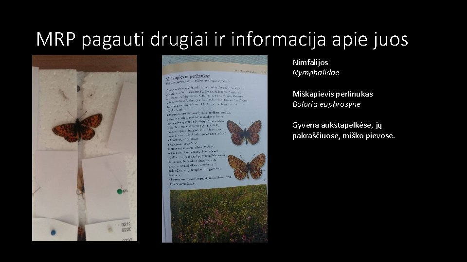 MRP pagauti drugiai ir informacija apie juos Nimfalijos Nymphalidae Miškapievis perlinukas Boloria euphrosyne Gyvena