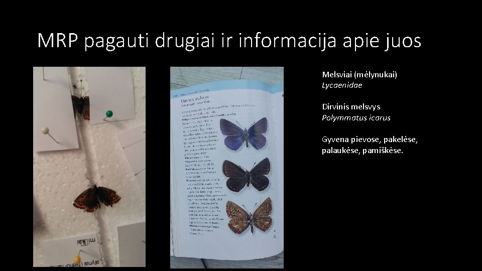 MRP pagauti drugiai ir informacija apie juos Melsviai (mėlynukai) Lycaenidae Dirvinis melsvys Polymmatus icarus
