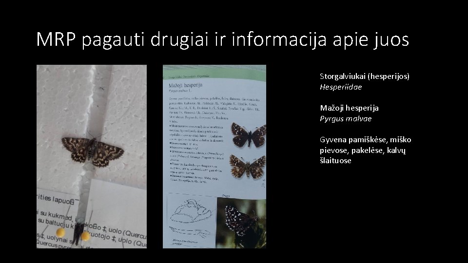 MRP pagauti drugiai ir informacija apie juos Storgalviukai (hesperijos) Hesperiidae Mažoji hesperija Pyrgus malvae