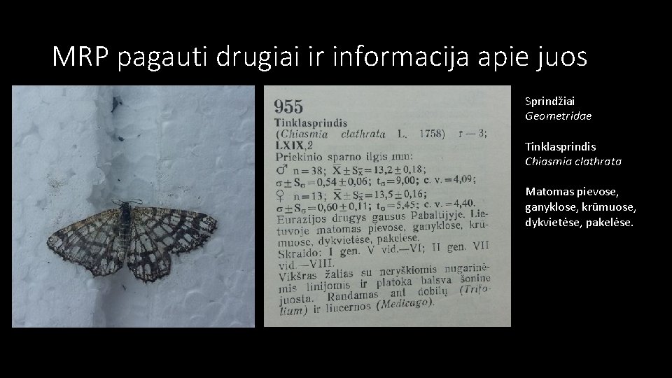 MRP pagauti drugiai ir informacija apie juos Sprindžiai Geometridae Tinklasprindis Chiasmia clathrata Matomas pievose,