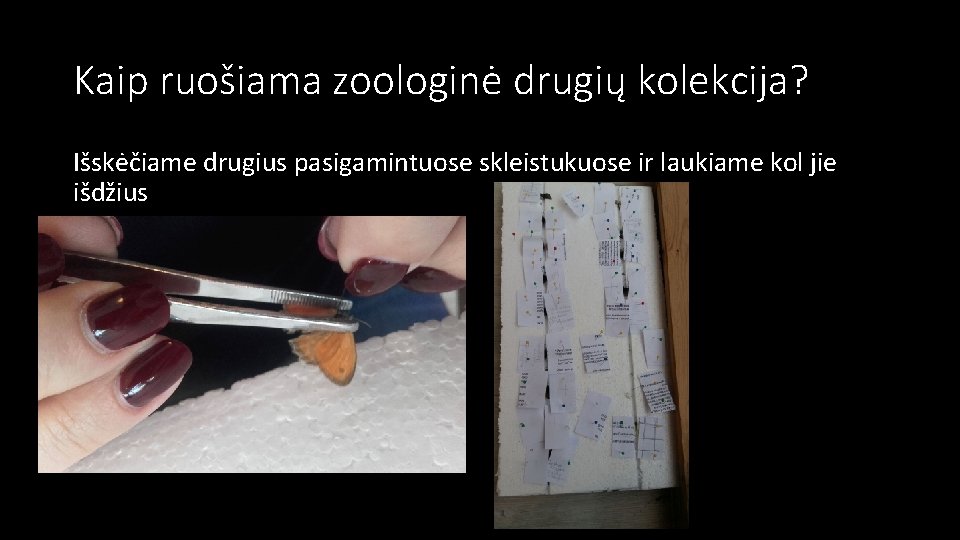 Kaip ruošiama zoologinė drugių kolekcija? Išskėčiame drugius pasigamintuose skleistukuose ir laukiame kol jie išdžius