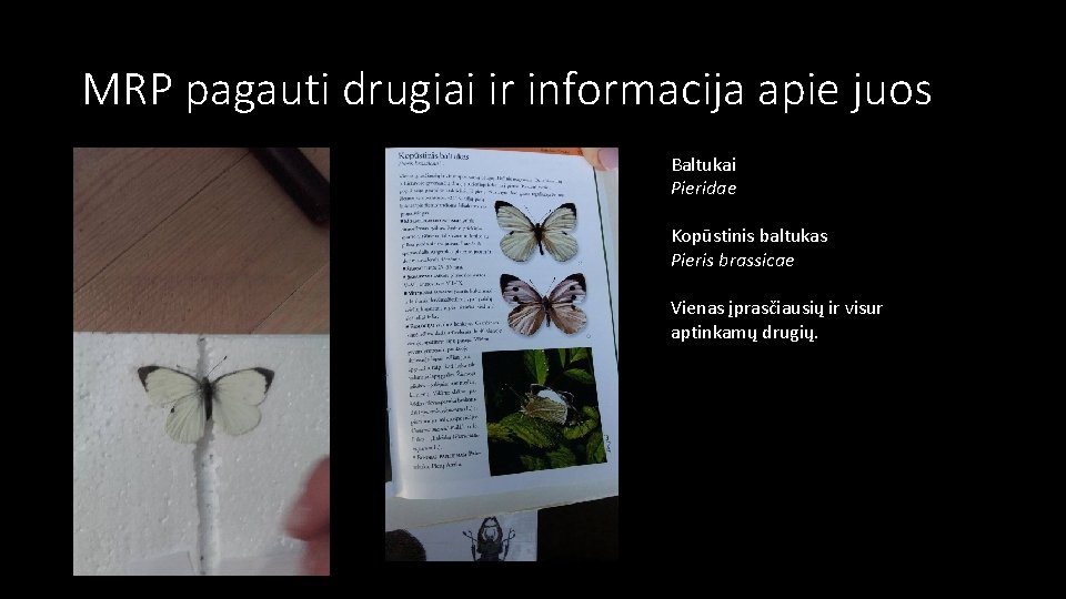 MRP pagauti drugiai ir informacija apie juos Baltukai Pieridae Kopūstinis baltukas Pieris brassicae Vienas