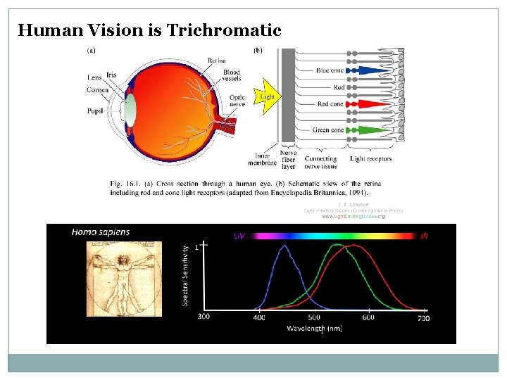 Human Vision is Trichromatic Human Vision is Trichromatic