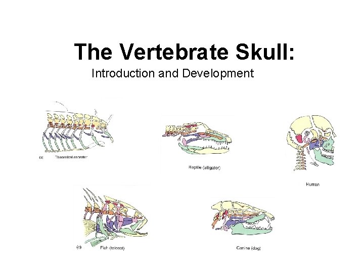 The Vertebrate Skull: Introduction and Development 