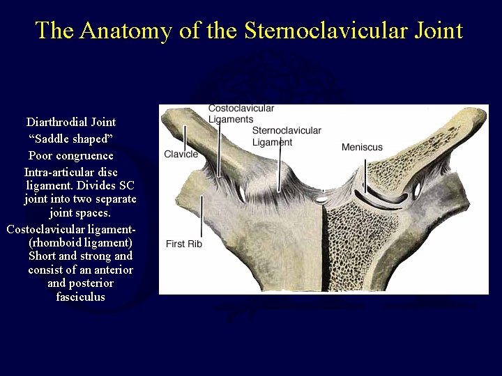 The Anatomy of the Sternoclavicular Joint Diarthrodial Joint “Saddle shaped” Poor congruence Intra-articular disc