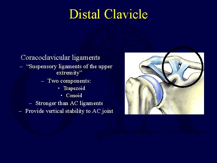 Distal Clavicle Coracoclavicular ligaments – “Suspensory ligaments of the upper extremity” – Two components: