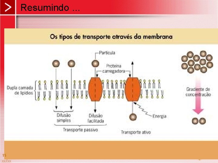 Resumindo. . . 15 xx/xx 