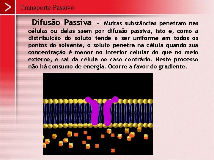 Transporte Passivo Difusão Passiva - Muitas substâncias penetram nas células ou delas saem por