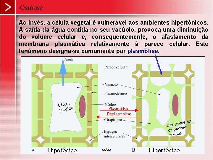 Osmose Ao invés, a célula vegetal é vulnerável aos ambientes hipertónicos. A saída da