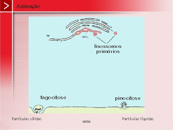 Animação Partículas sólidas xx/xx Partículas líquidas 