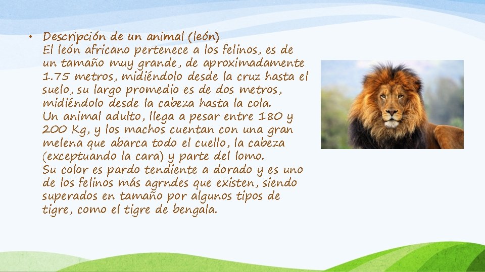  • Descripción de un animal (león) El león africano pertenece a los felinos,