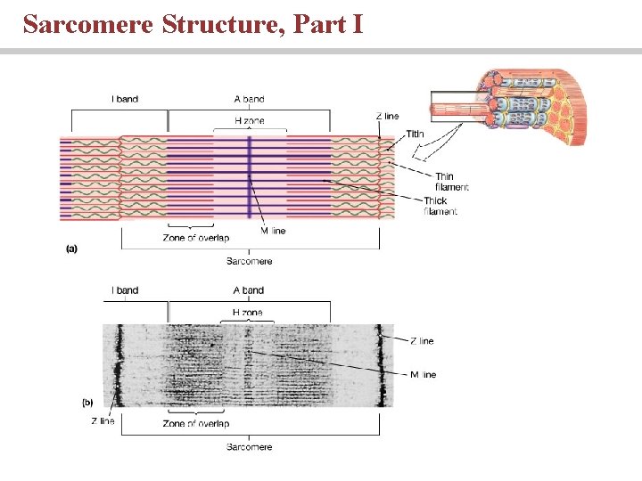 Sarcomere Structure, Part I 